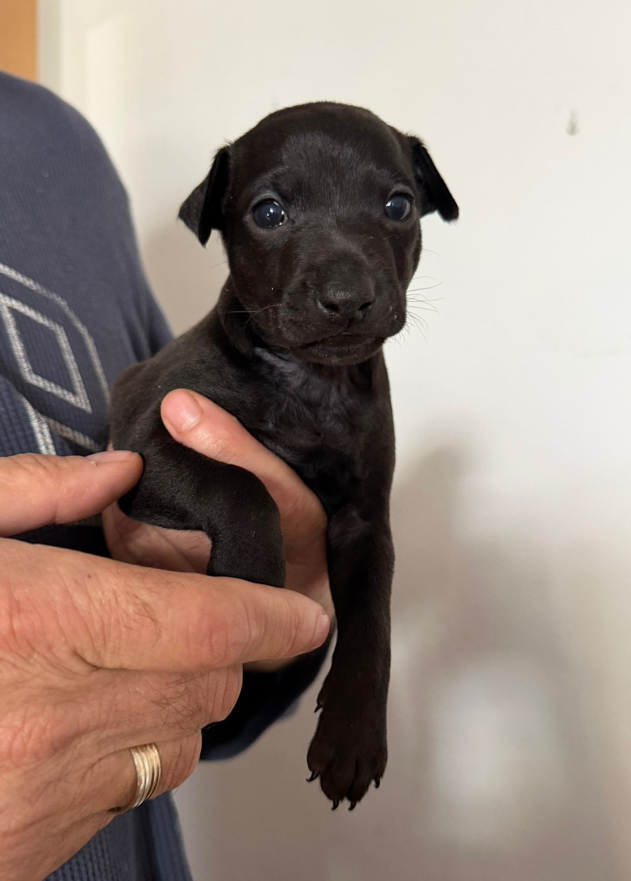 Damasco, en nuestro hogar