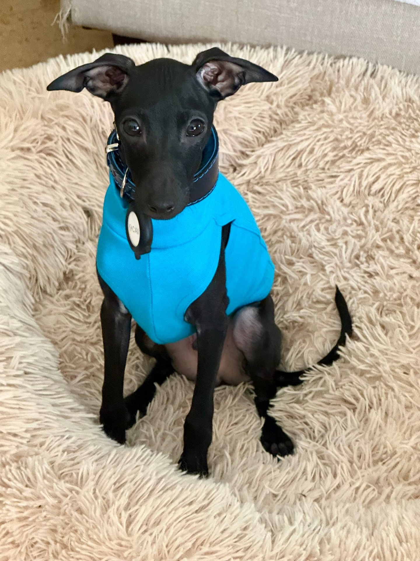 Cairo en Valencia (España)