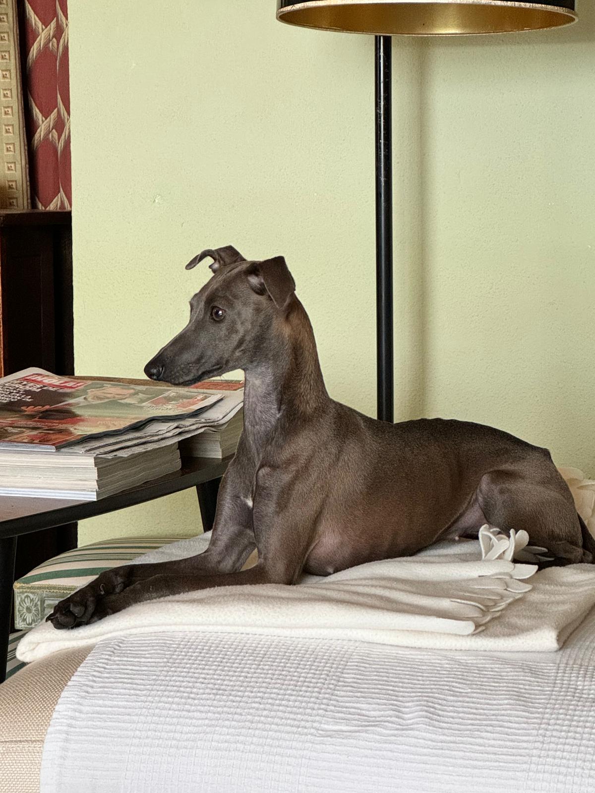 Bassia en Madrid (España)