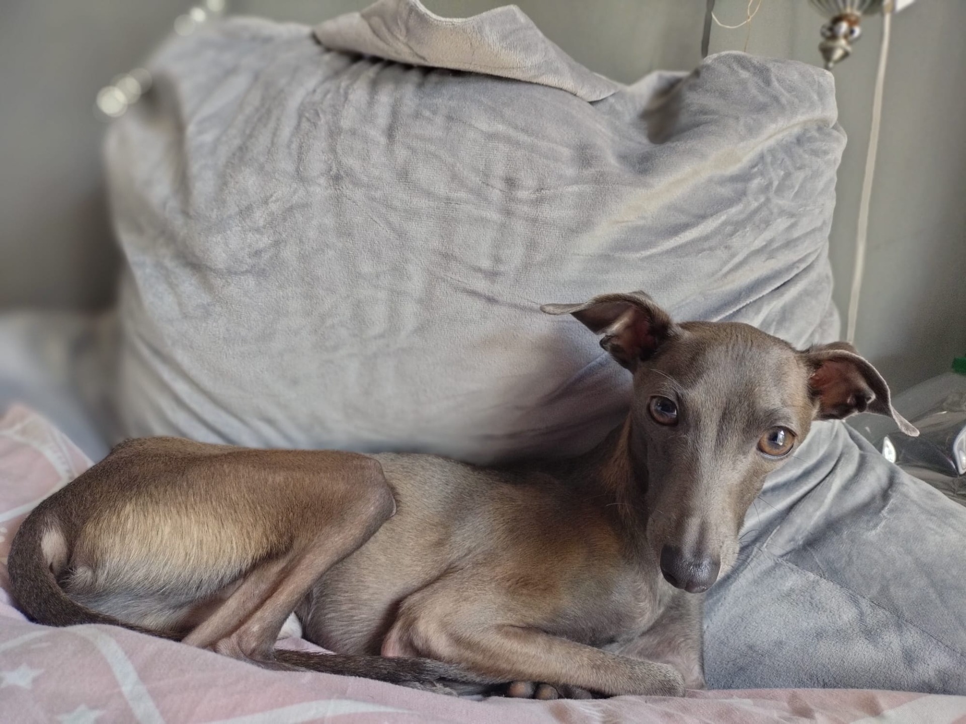 Boabdil en Málaga (España)